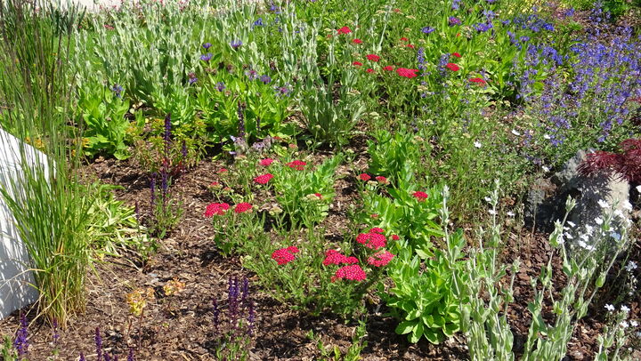Ein Staudenbeet mit verschiedenen Pflanzenarten und offenen Blüten bietet Insekten wertvolle Nahrung. Aufgenommen auf der Landesgartenschau Fulda.